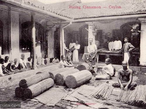 The History of Ceylon Cinnamon